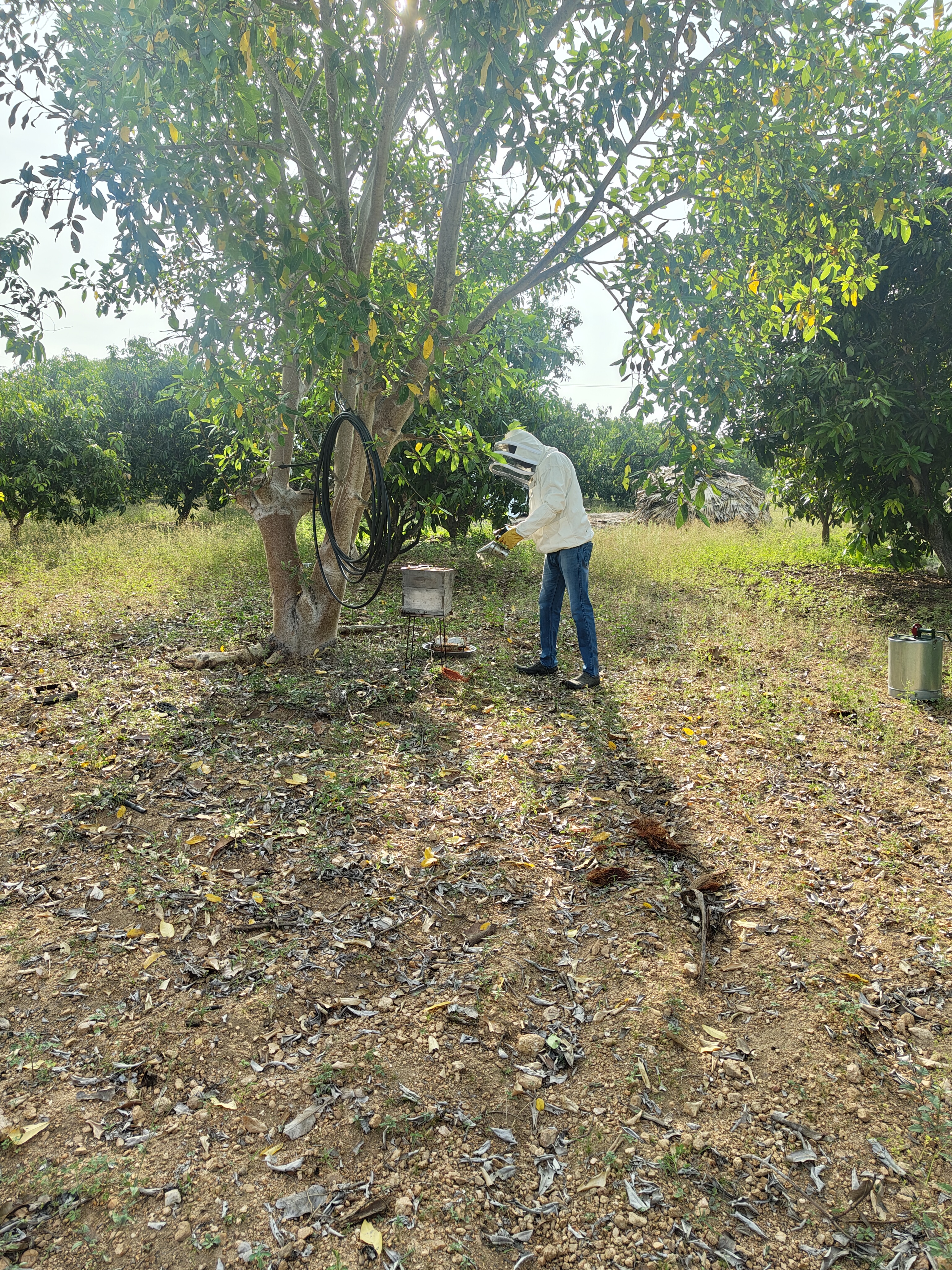 Beekeeping