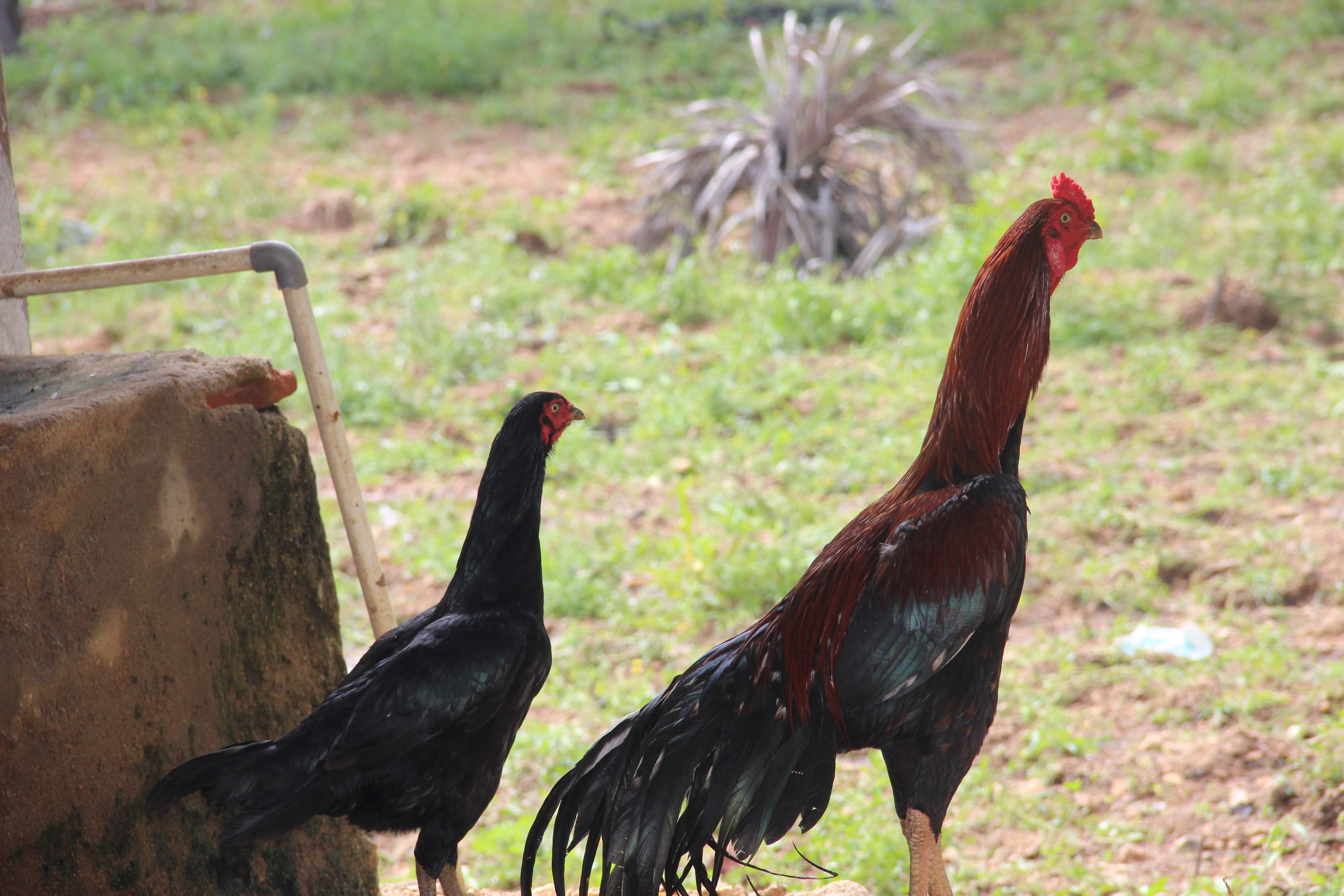 Hen and Cock