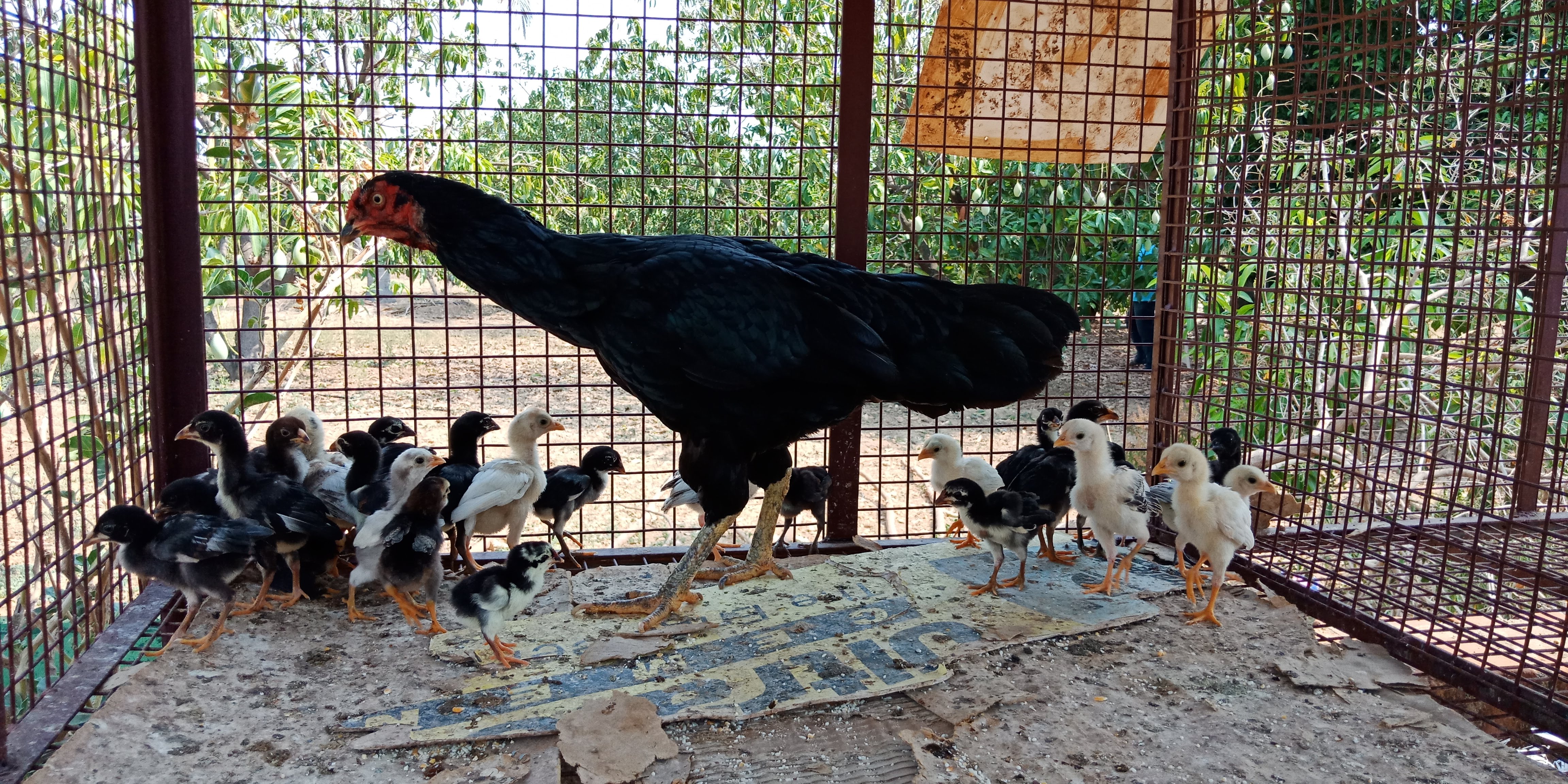 Chicks