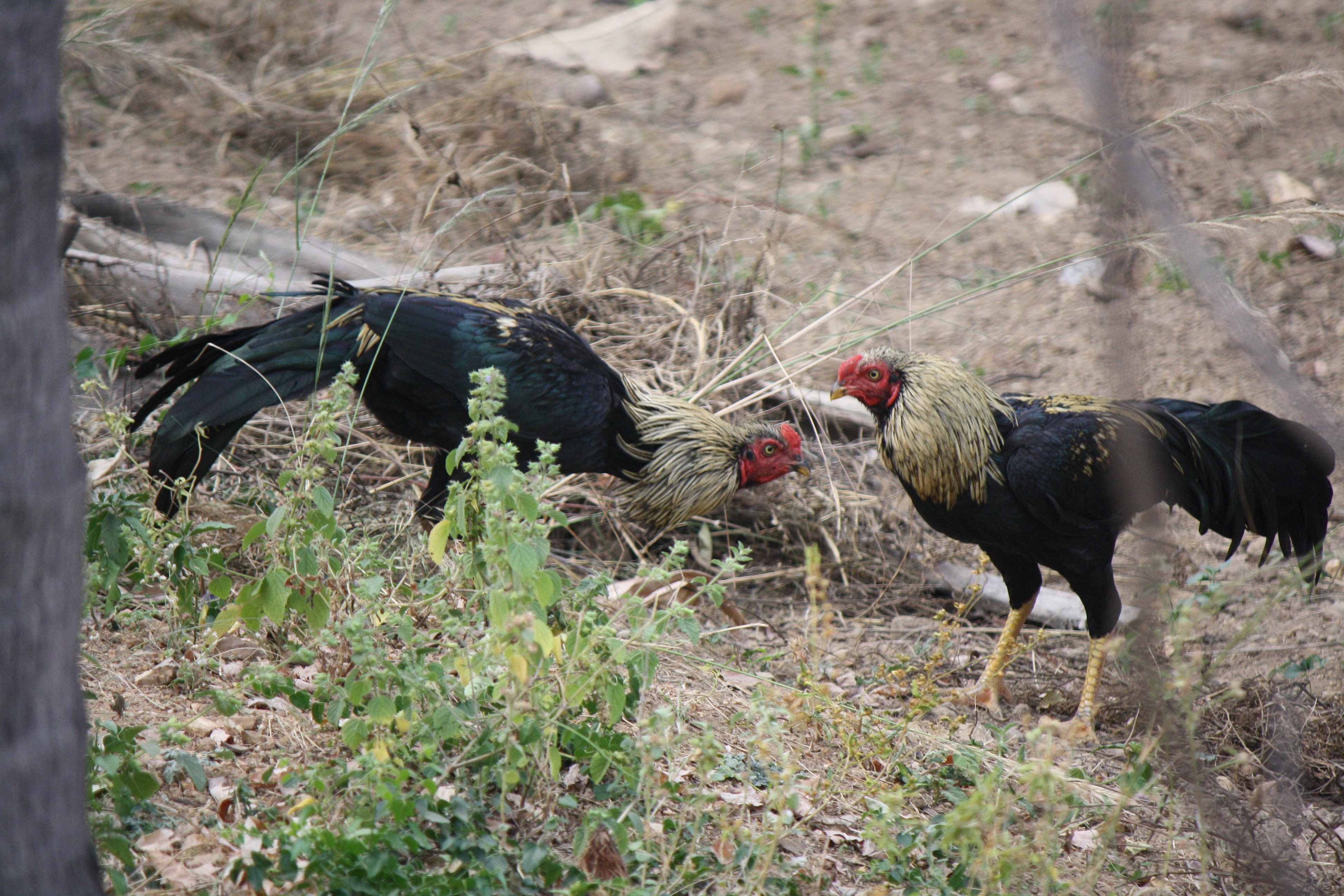 Livestock