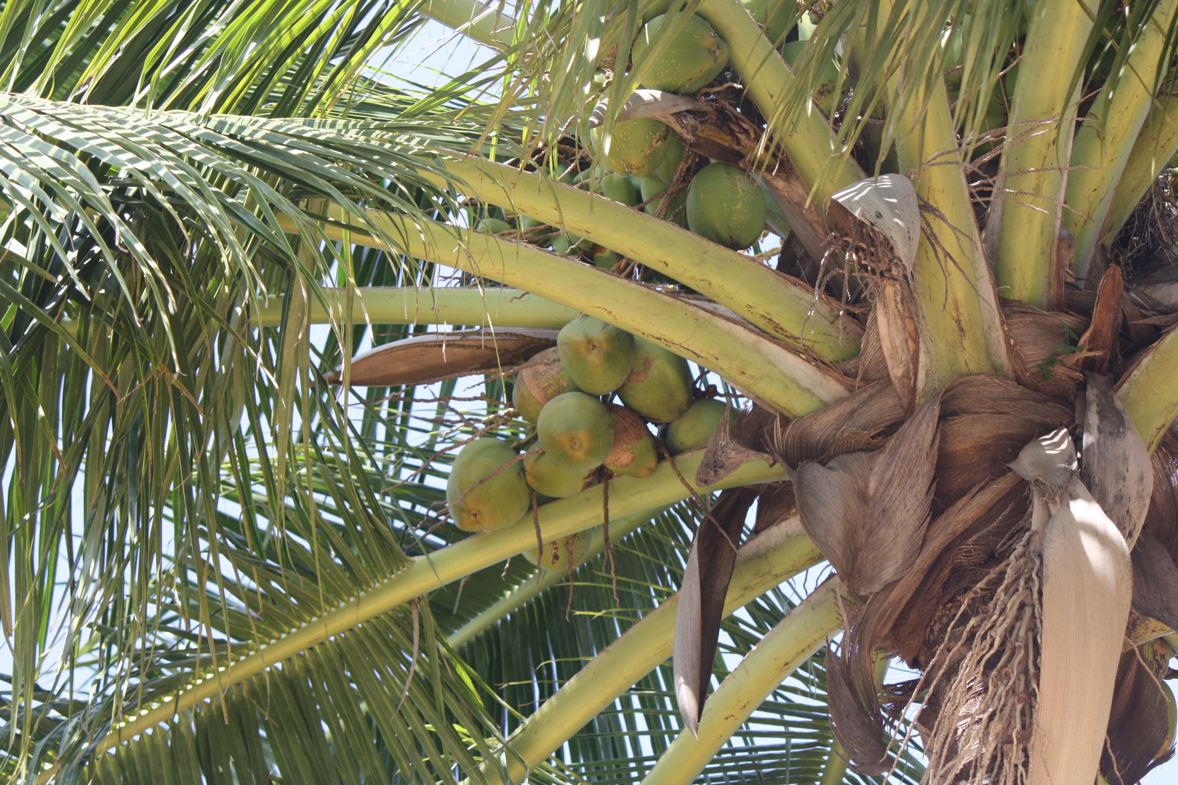 Coconuts