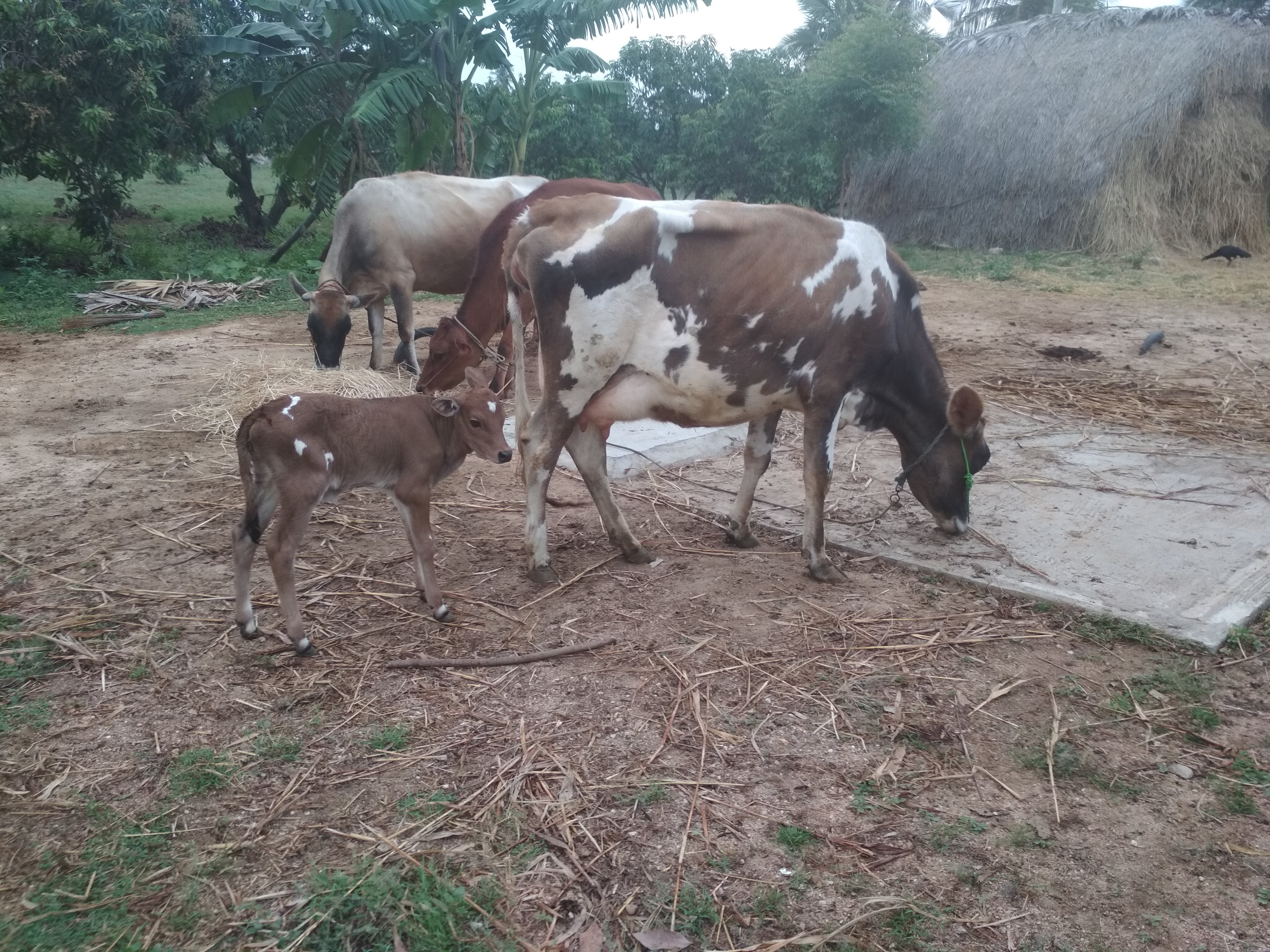 Cows