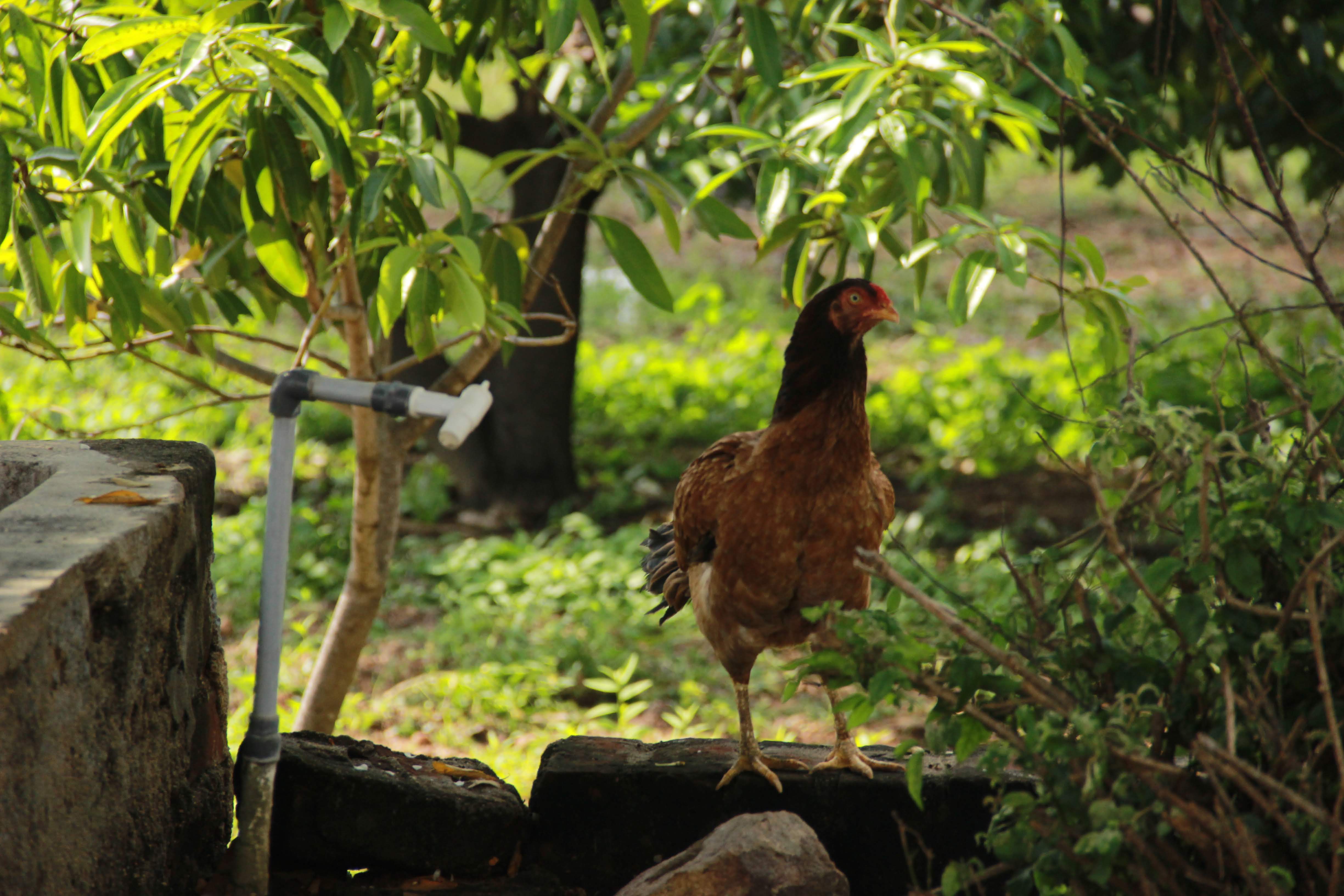 Hen