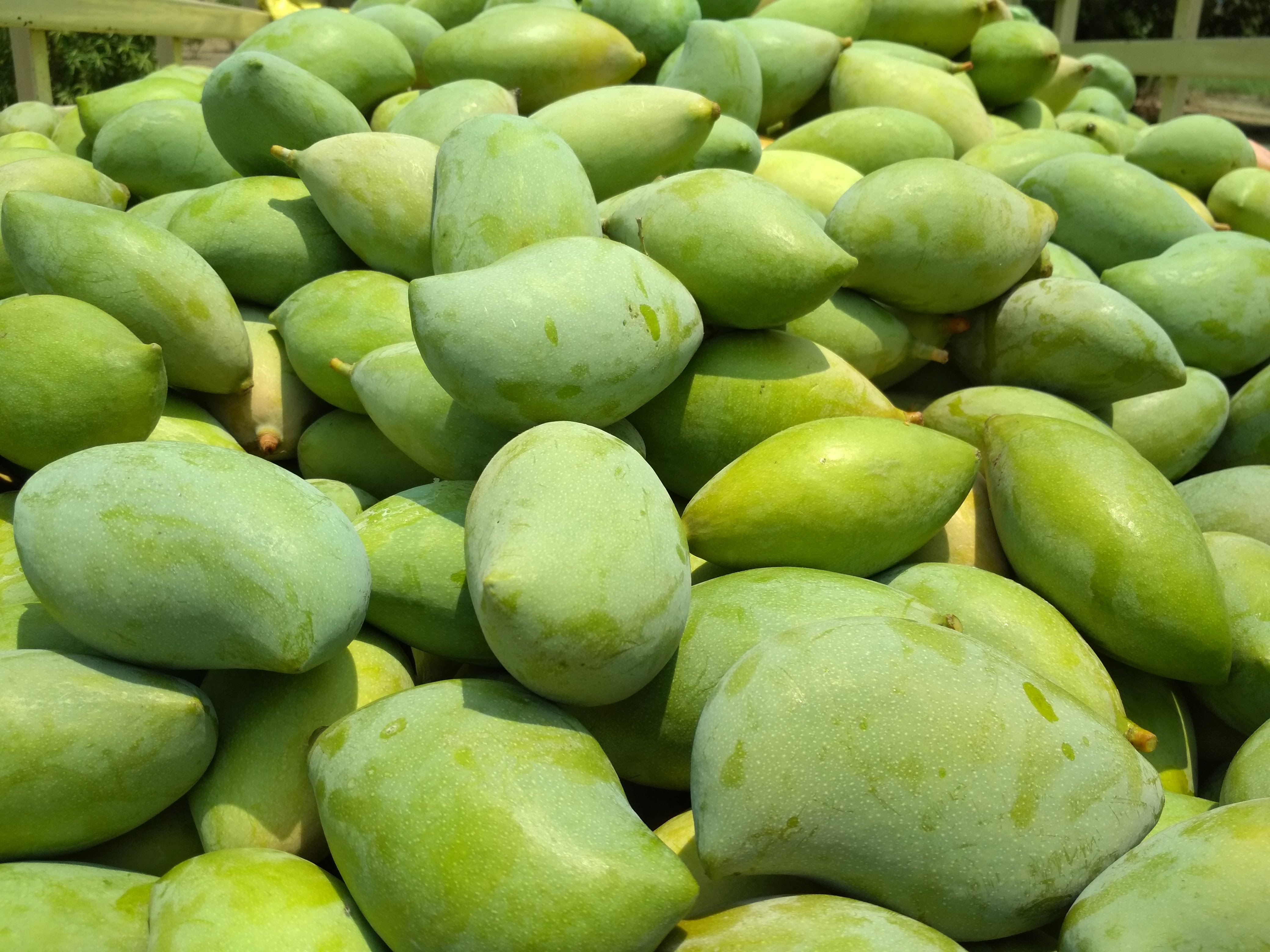 Mangoes