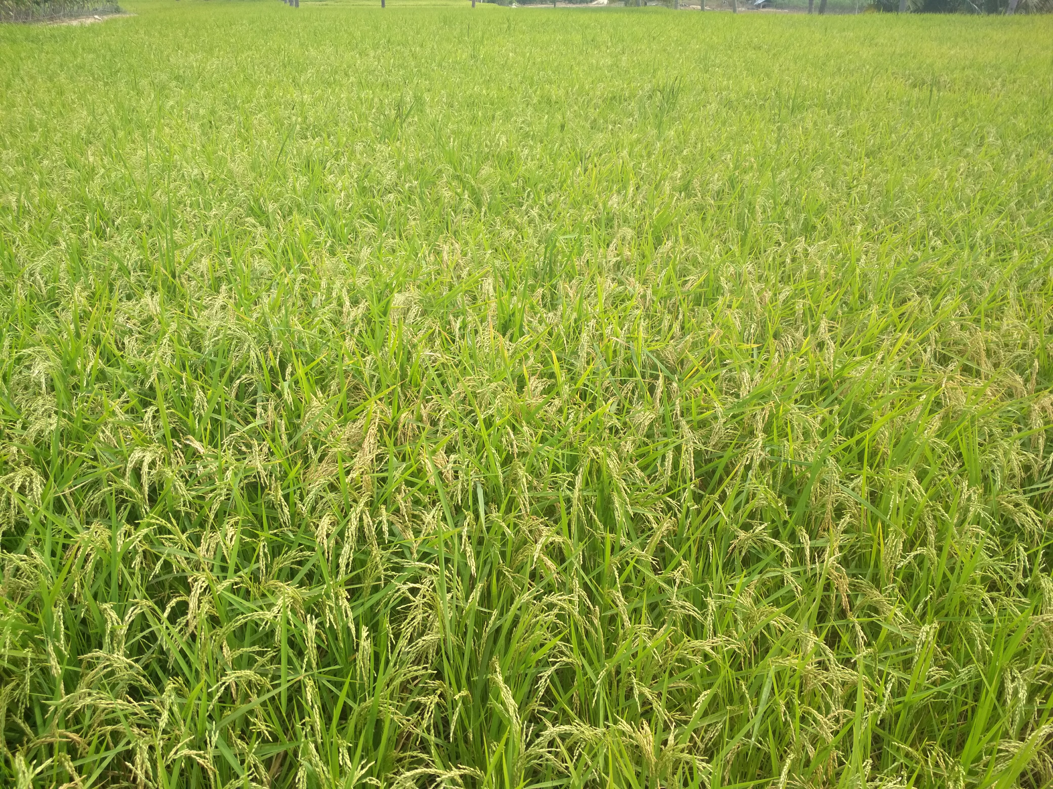 Seeraga Samba Rice