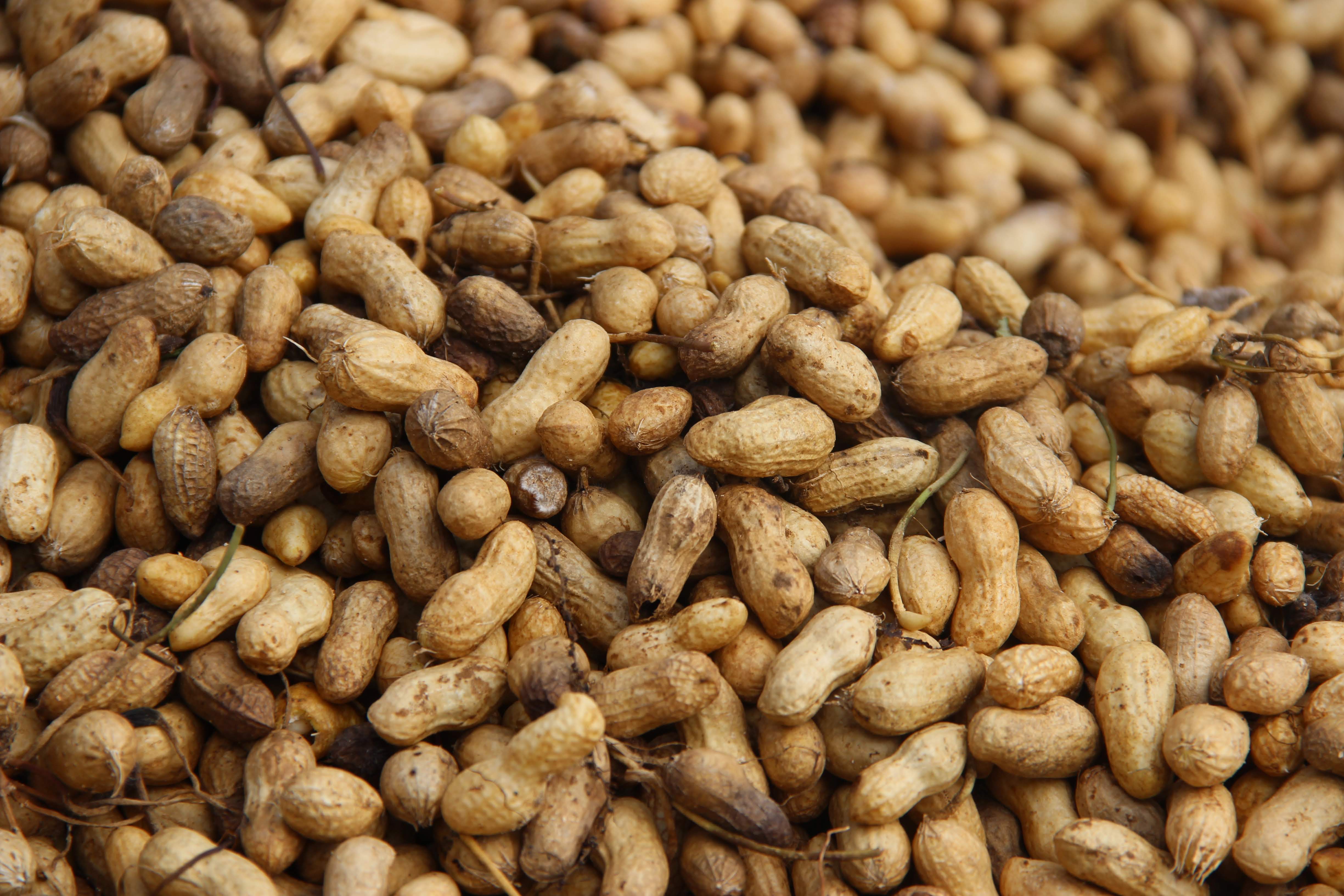 Peanuts