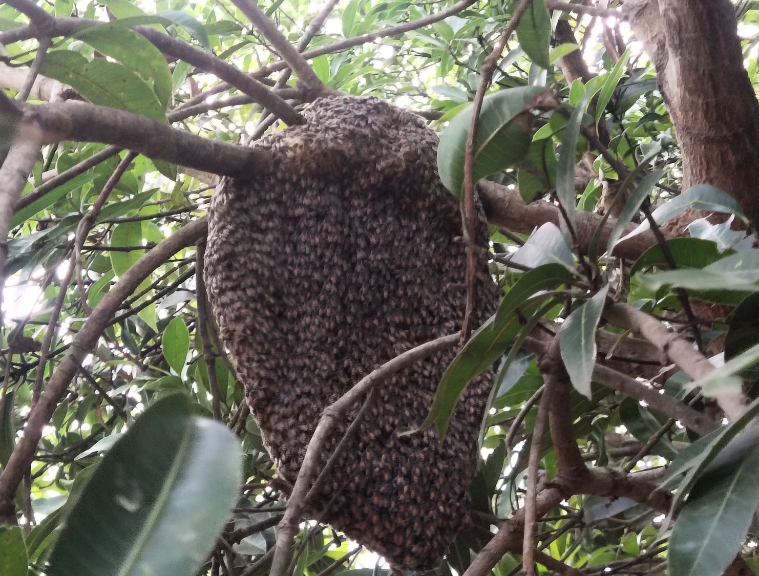 Honey
