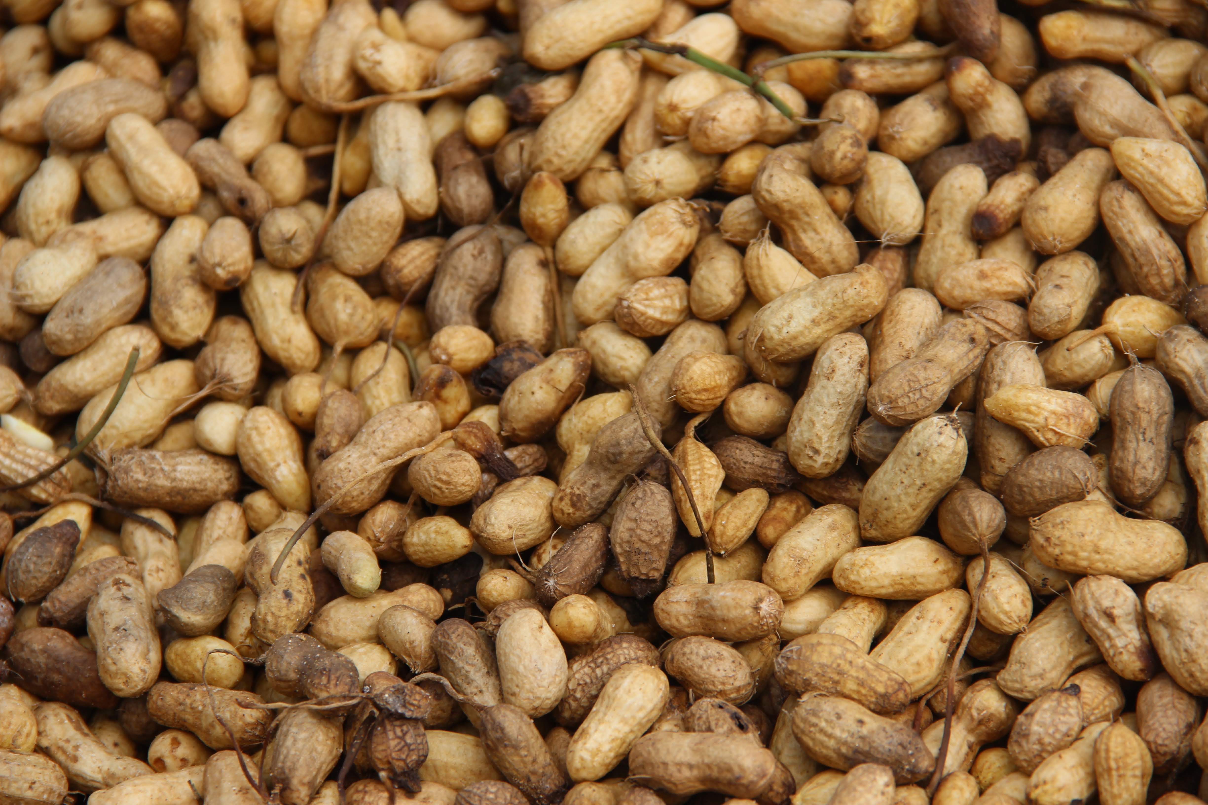 Grains & Pulses