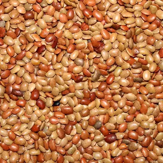 Organic Horsegram (Kollu Paruppu / கொள்ளு பருப்பு)